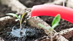 All about watering tomato seedlings