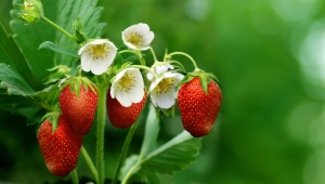 Hoe en hoe aardbeien te voeren tijdens de bloei?