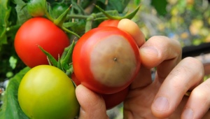 Descripción y tratamiento de la pudrición superior en tomates.