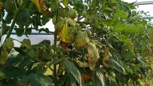 Choroby a škůdci rajčat ve skleníku