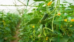 Hvordan og hvordan fodrer man agurker i et drivhus?