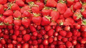 Wat is het verschil tussen aardbeien en aardbeien?