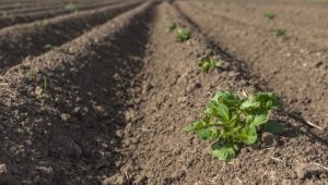 Hvor lang tid efter plantning spirer kartofler, og hvad hvis der ikke er nogen skud?