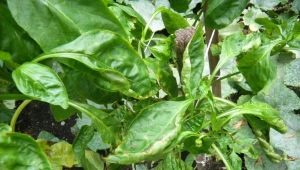 Cosa succede se le foglie di peperone sono arricciate nella serra?