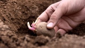 Cosa mettere nel buco quando si piantano le patate?
