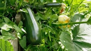 Cosa puoi piantare dopo le zucchine?