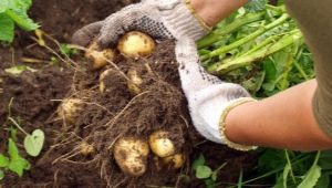 ماذا يمكنك أن تزرع بعد البطاطس؟