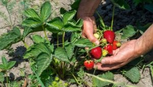 Hvad kan du plante efter jordbær?