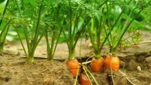 Wat kun je na wortelen planten?