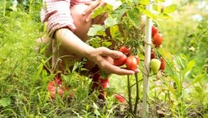 Hvad kan plantes efter tomater?
