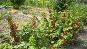 Was kann neben schwarzen und roten Johannisbeeren gepflanzt werden?