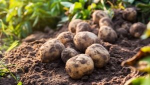 Que peut-on planter à côté des pommes de terre ?