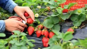 Hvad kan du plante ved siden af ​​jordbær?