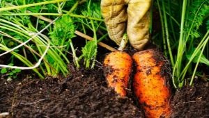 Que peut-on planter à côté des carottes dans le même lit ?