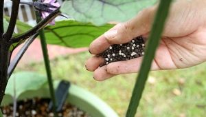 Que faut-il mettre dans les trous lors de la plantation d'aubergines?