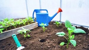 Cosa mettere nei buchi quando si piantano i peperoni?