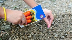 Cosa mettere nella buca quando si piantano le carote?
