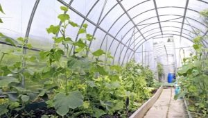 Hvad skal man plante i drivhuset ved siden af ​​agurkerne?