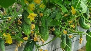 Wat te planten na komkommers?