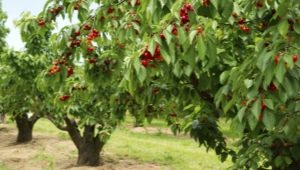 Dove e come piantare le ciliegie?