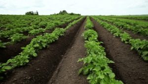 Hollandsk måde at plante kartofler på