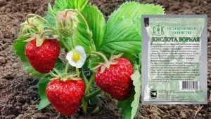 Utiliser de l'acide borique pour les fraises