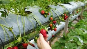 Brug af Fitosporin til jordbær