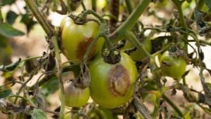 How to deal with late blight on tomatoes in the open field?