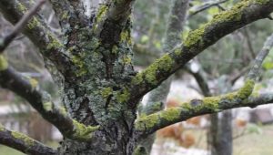 Comment traiter le lichen et la mousse sur les pommiers ?
