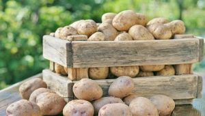 Hvordan opbevarer man kartofler i kælderen?