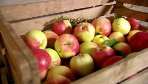 Hvordan opbevarer man æbler til vinteren i kælderen?