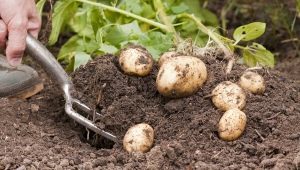 Wie und wann Kartoffeln graben?