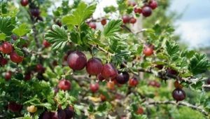 Come si può propagare l'uva spina?