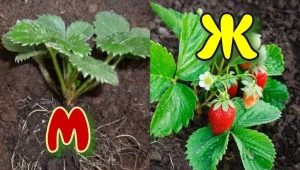 Comment distinguer les buissons de fraises femelles des mâles?