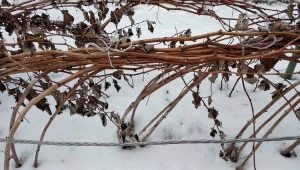 Come legare i lamponi per l'inverno?