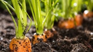 Wie pflanzt man Karotten, um nicht auszudünnen?
