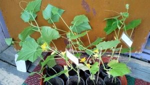 Wie pflanzt man überwachsene Gurkensämlinge?