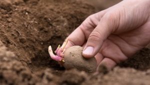 Come piantare le patate: germogli su o giù?
