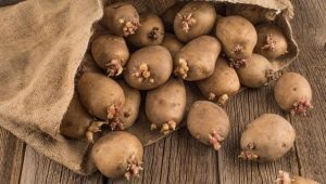Hvordan spirer man kartofler til plantning?