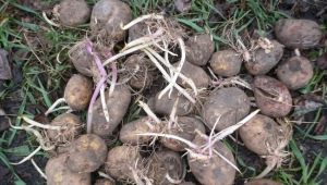 Come si moltiplicano le patate?