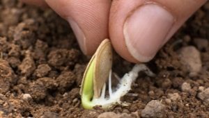 Hvordan planter man zucchini i åben jord med frø?
