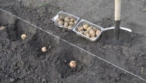Hoe aardappelen onder een schop te planten?
