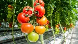 How to plant tomatoes in a greenhouse?