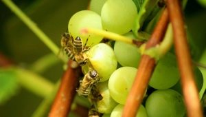 Come salvare l'uva da vespe e api?