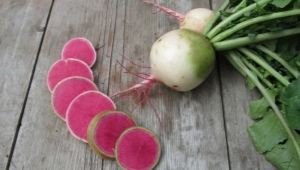 كيف يبدو فجل البطيخ وكيف ينمو؟