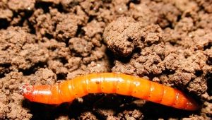 Hoe ziet een draadworm eruit en hoe kom je er vanaf?