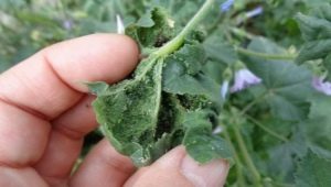 What does aphid look like on tomatoes and how to get rid of it?