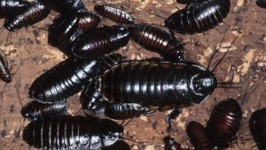 Wie sehen schwarze Kakerlaken aus und wie wird man sie los?