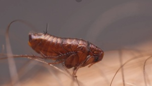 ¿Qué aspecto tienen las pulgas de tierra y cómo deshacerse de ellas?