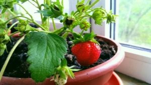 Hvordan dyrker man jordbær i en vindueskarm?